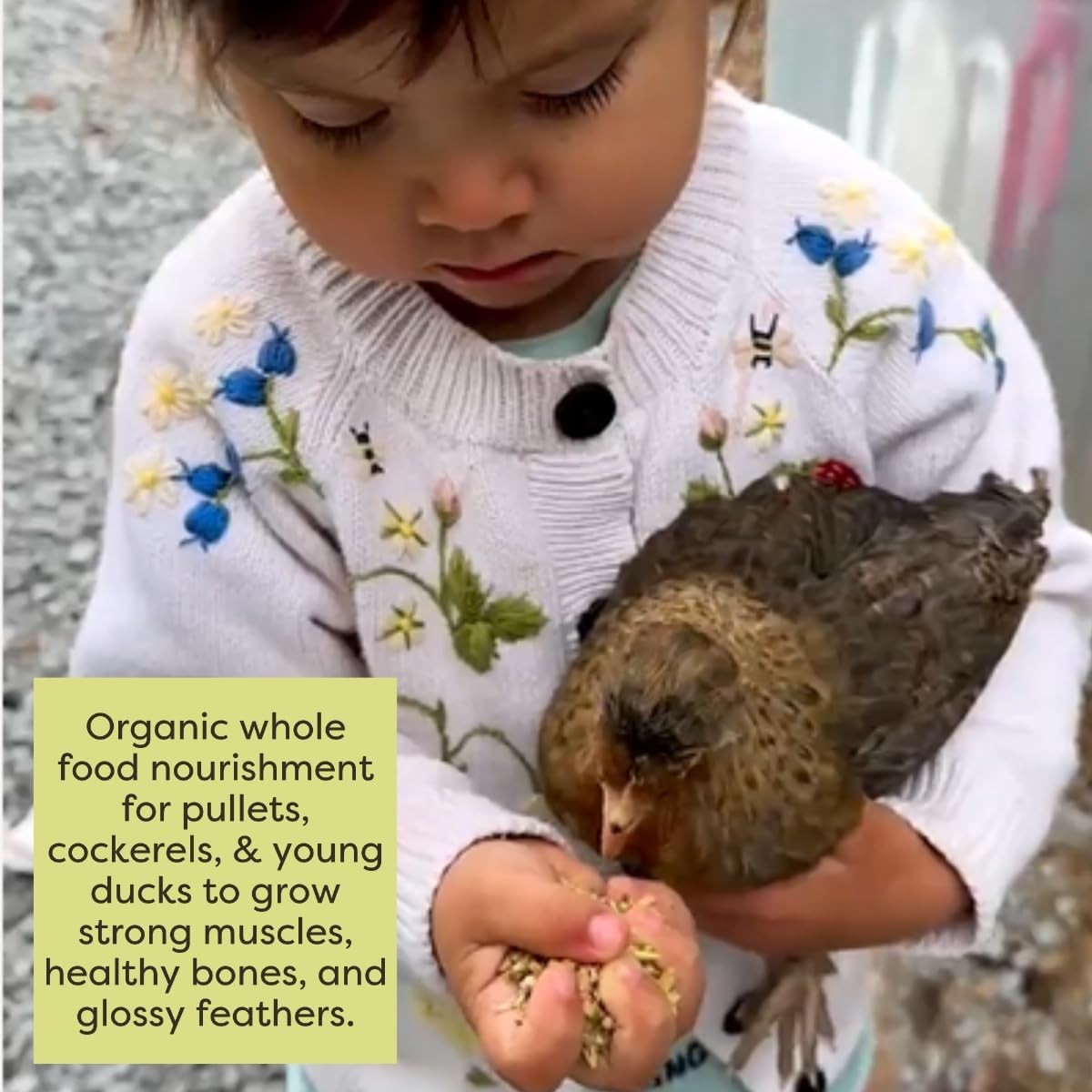 Scratch and Peck Whole Grain Grower Mash Chicken and Duck Feed - 10 lbs Bag - Corn-Free and Soy-Free - 17% Protein, Certified Organic and Non-GMO Project Verified Chicken Food - Image 6