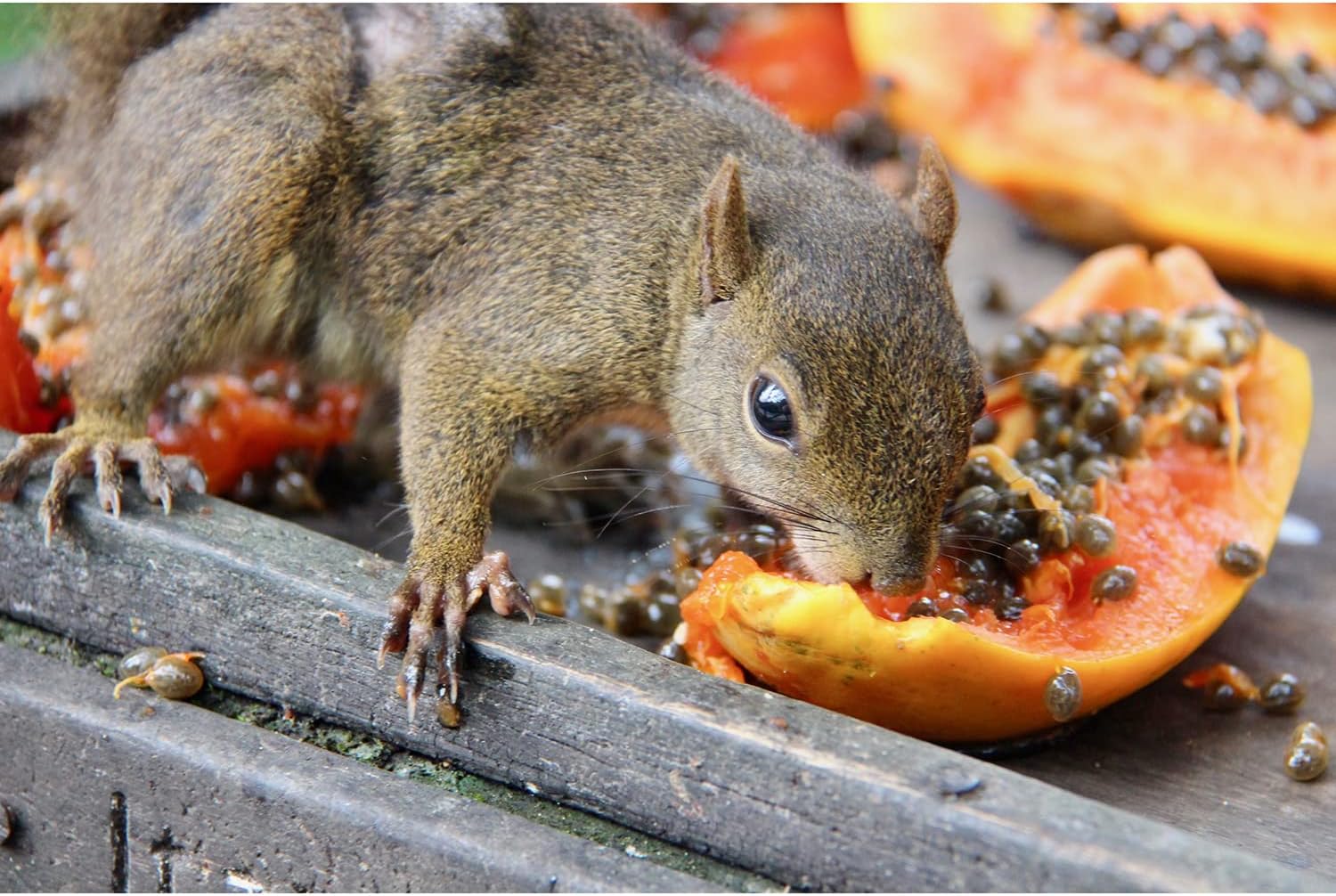 Papaya Treat 1/2 LB - Healthy Natural Dried Fruit Treat - Rabbit, Guinea Pig, Hamster, Gerbil, Rat, Parrot, Sugar Glider, Squirrel, Birds & Small Pets - Image 5