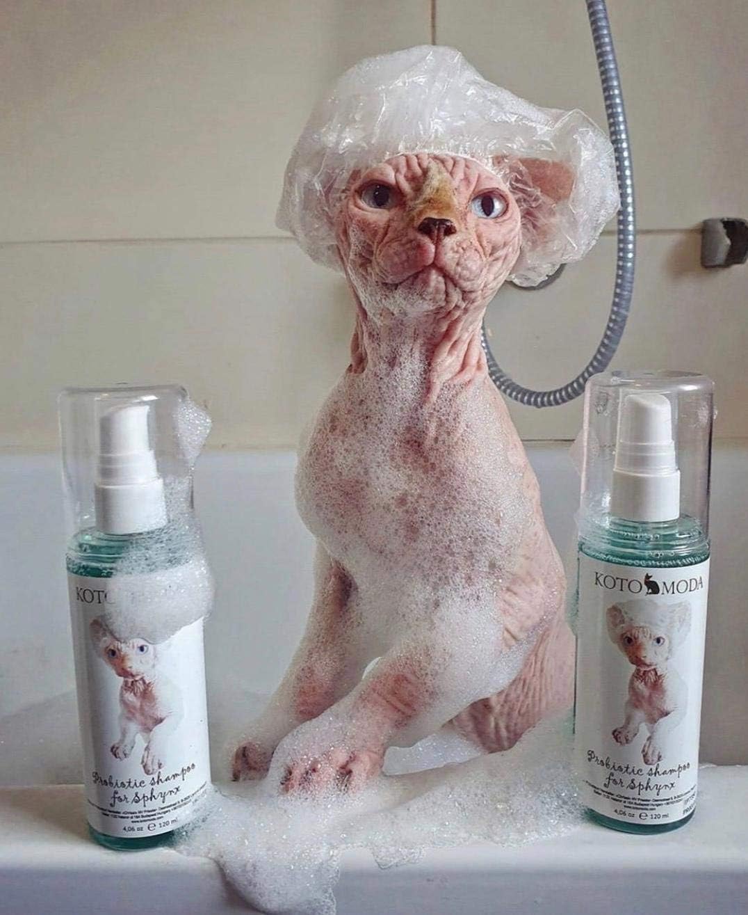 Probiotic Shampoo for Sphynx Cats (8.45) - Image 5