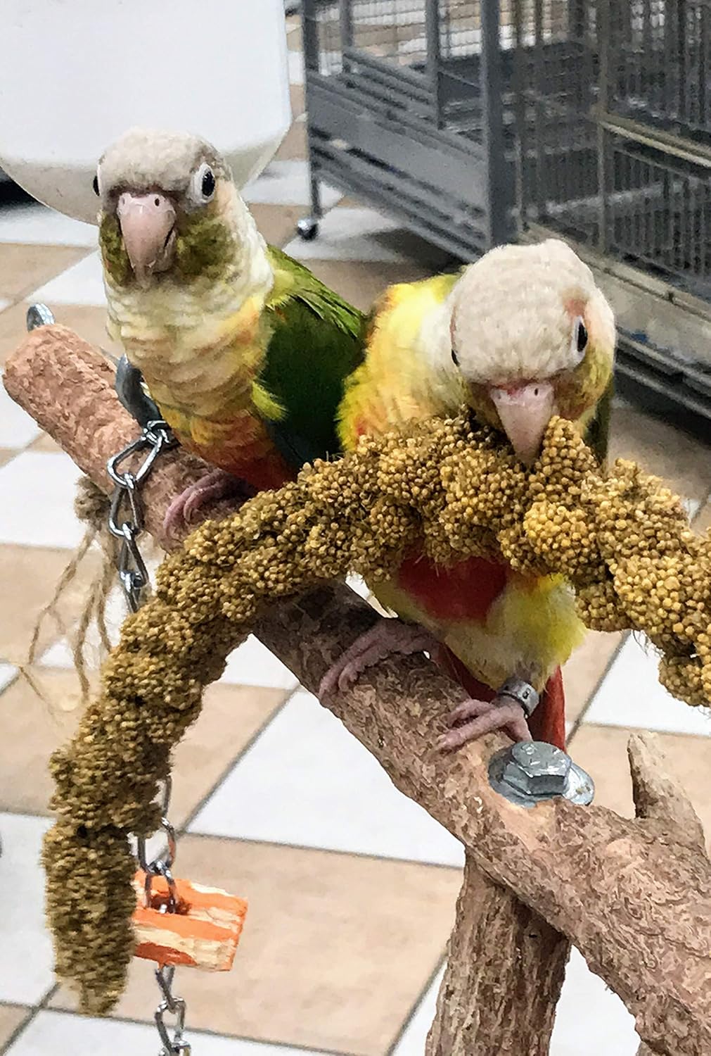 Worlds Freshest Sun-Dried Spray Millet - Non-GMO (No Stems Only Edible Tops) - Healthy Bird Treat and Supplement for All Pet Birds Parakeets Cockatiels Finches - 1lb - Image 7