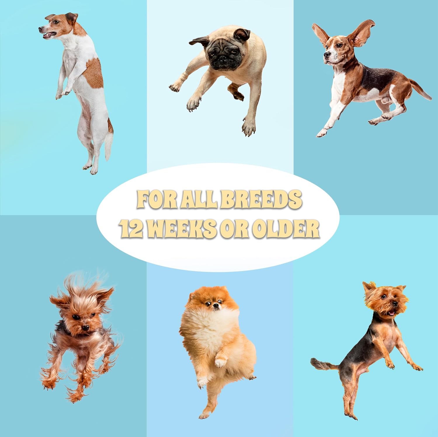 Islandpup 5-in-1 Organic Dog Shampoo and Conditioner | Hydrating, Deodorizing & Detangle | Natural Dog Shampoo Made with Oatmeal & Coconut| Locks Moisture in The Skin for Lasting Hydration | 16 FL OZ - Image 6