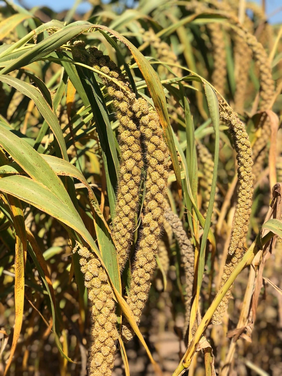 Worlds Freshest Sun-Dried Spray Millet - Non-GMO (No Stems Only Edible Tops) - Healthy Bird Treat and Supplement for All Pet Birds Parakeets Cockatiels Finches - 1lb - Image 8